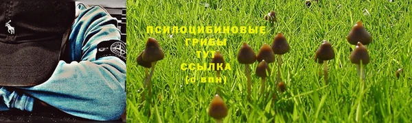 PSILOCYBIN Бугульма